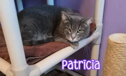 Patricia photo 2