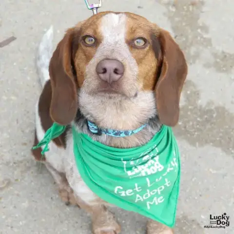 Huckleberry