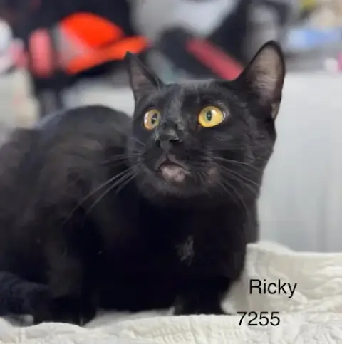 Ricky Ii