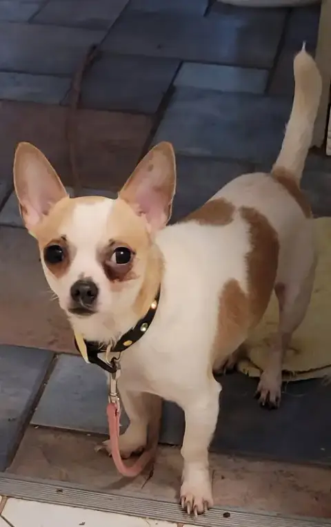 Nacho photo 2