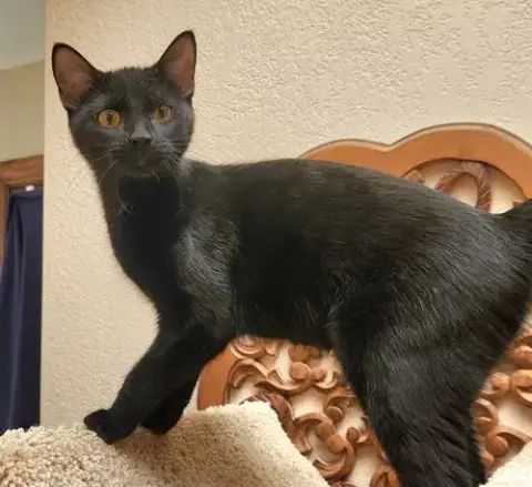 Silas