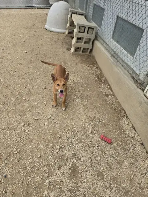 Simba