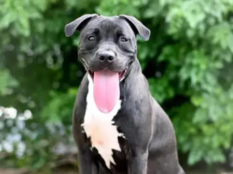 Grover