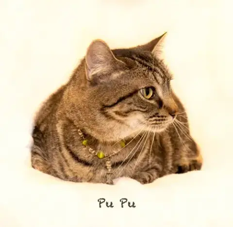 Pu Pu photo 2