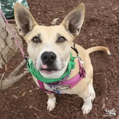 Penelope