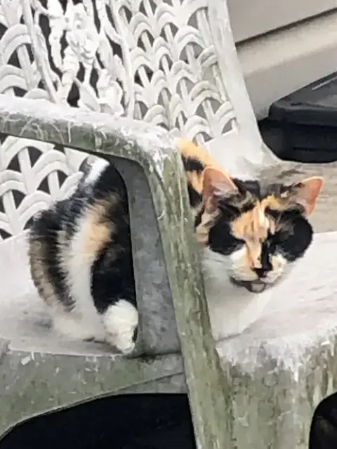 Jasmine photo 4