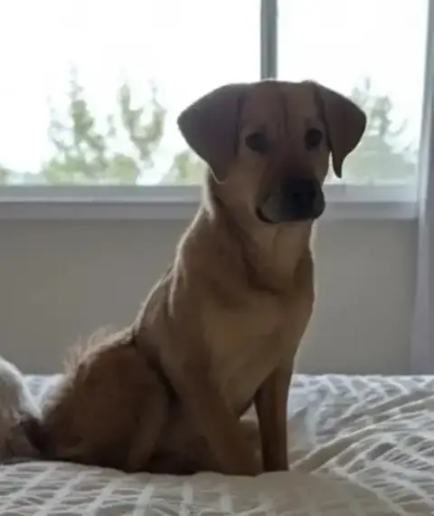 Puppy Hunter photo 3