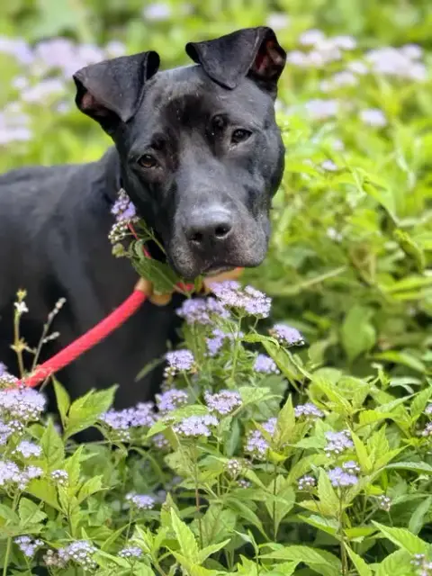 Kora