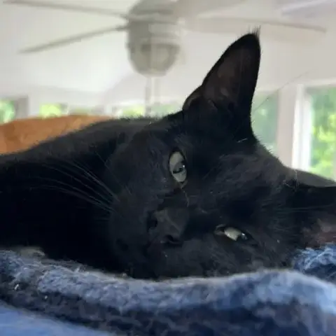 Macchi photo 2