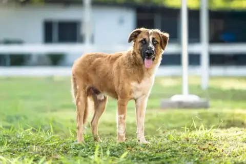 Baron photo 3