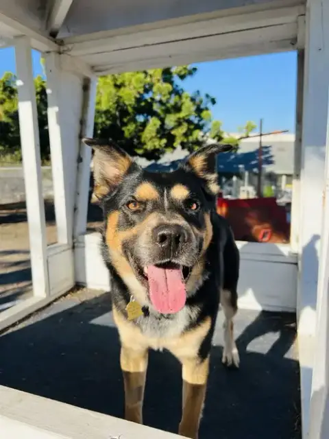 Bowser photo 2