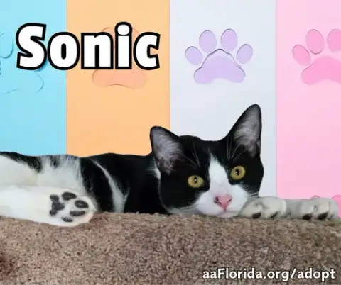 Sonic photo 3