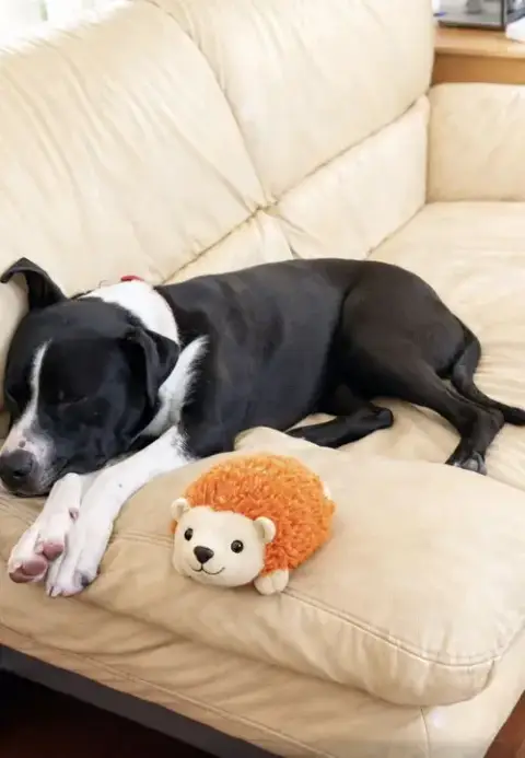 Buckwheat photo 2