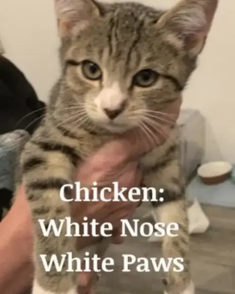 Chicken