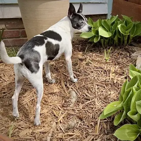 Millie photo 3