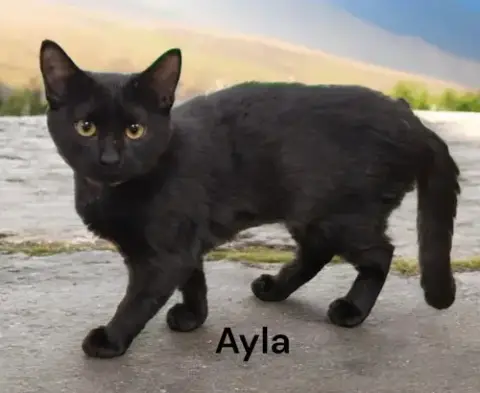 Ayla photo 3