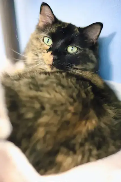 Bonita