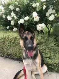 Harley photo 2