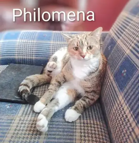 Kitty Phantastic Philomenia photo 2