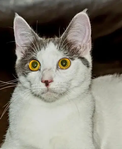 Kitten Gaston