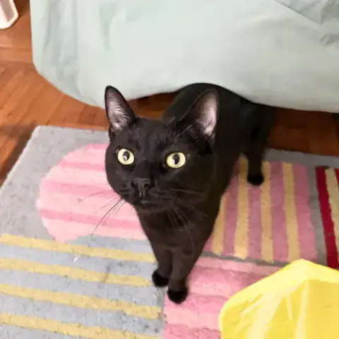 Cobb