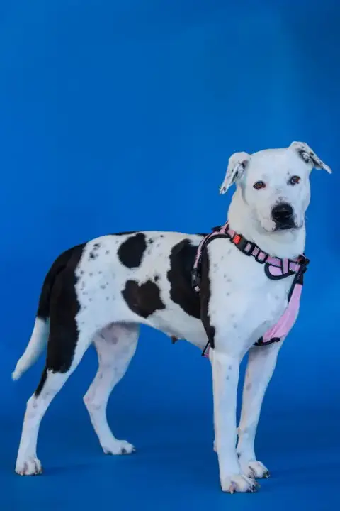 Mia