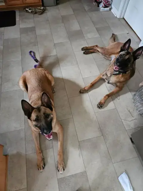 Koda photo 2
