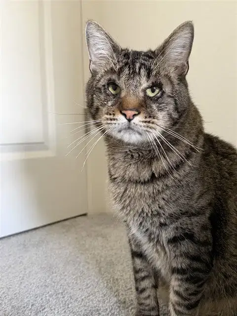 Otis