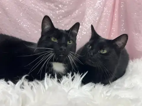 Mousey & Koo