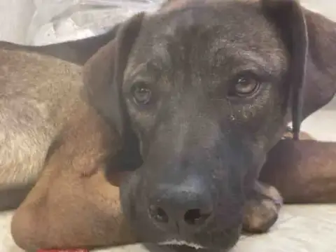 Mocha