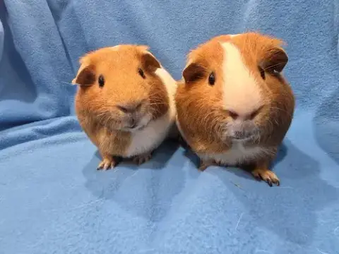 Tot & Tater photo 3