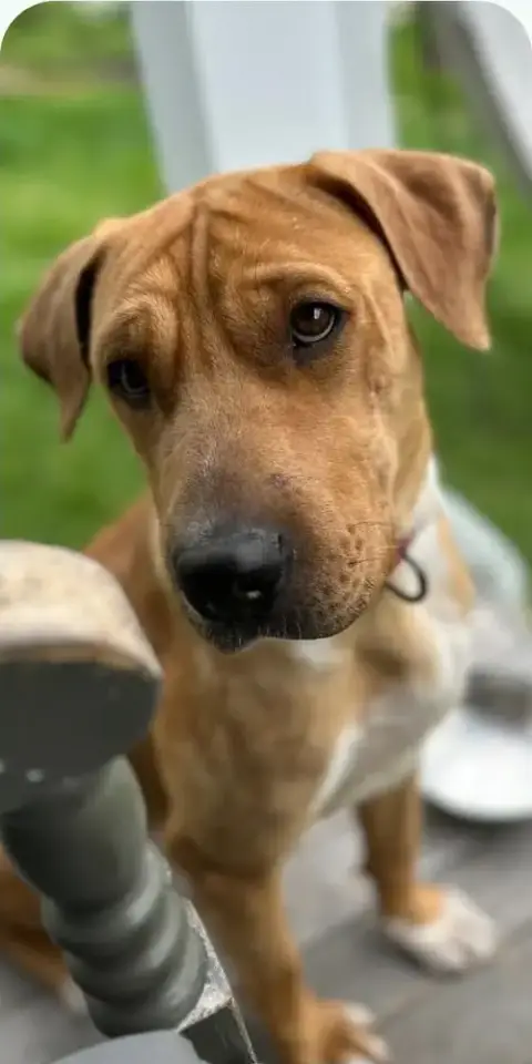 Ava