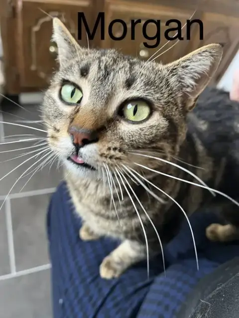 Morgan