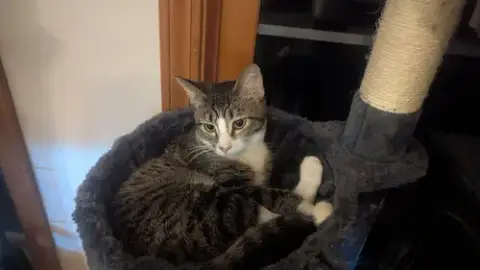 Turkey Tina
