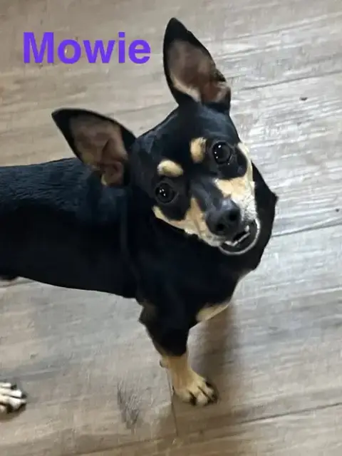 Mowie