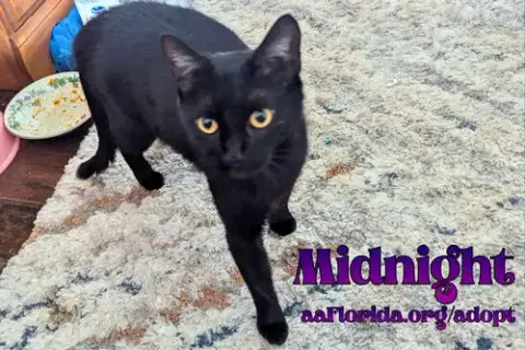 Midnight Mckee photo 2