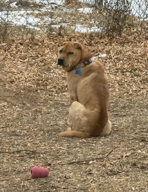 Bubba photo 2
