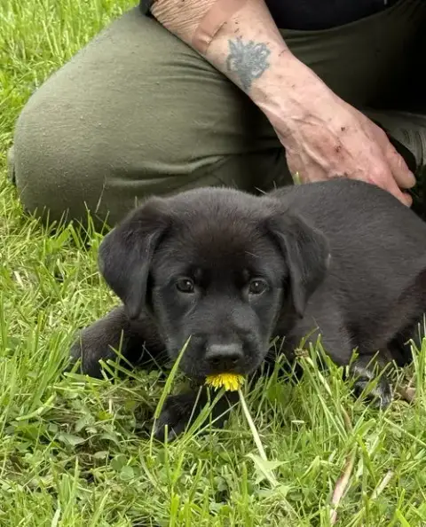 Penny photo 4