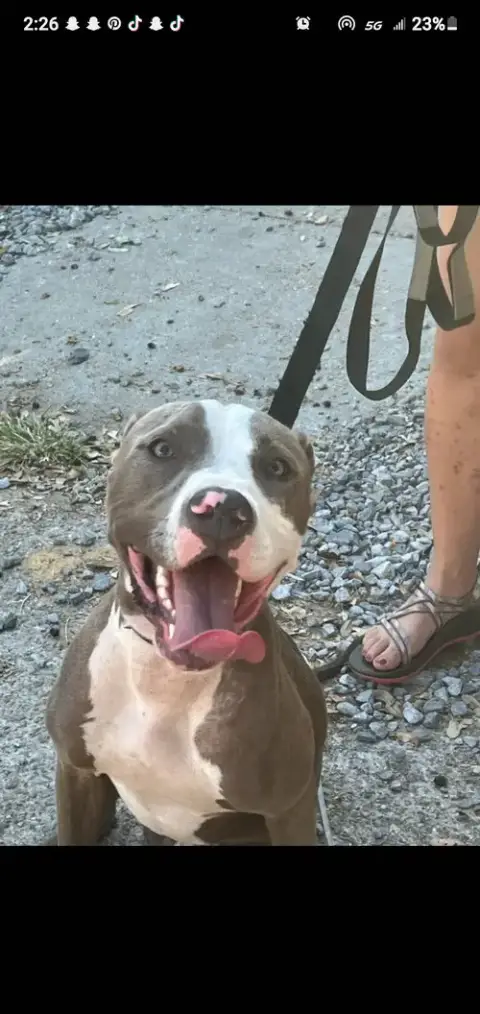 Smokie Bear