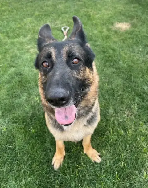 Brutus
