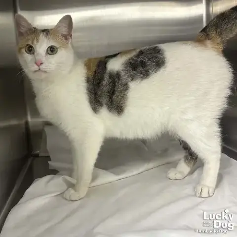 Chatty Cat