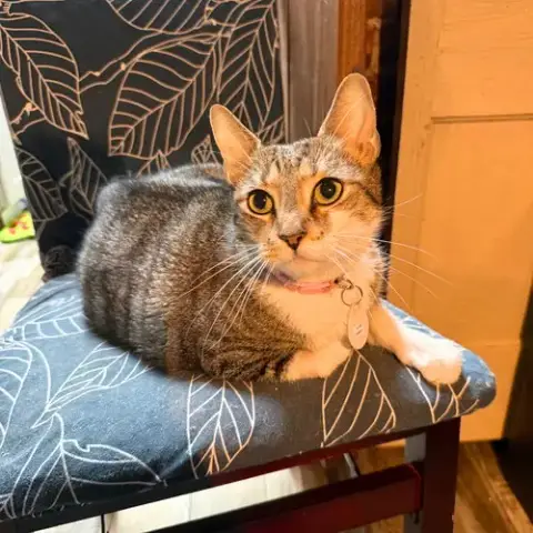 Delcie