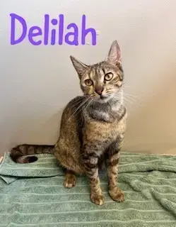 Delilah photo 3