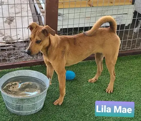 Lila Mae photo 4