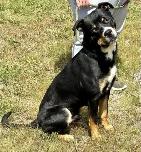 Riggs