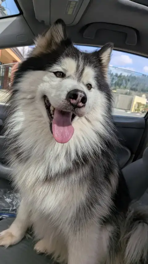 Nala photo 2