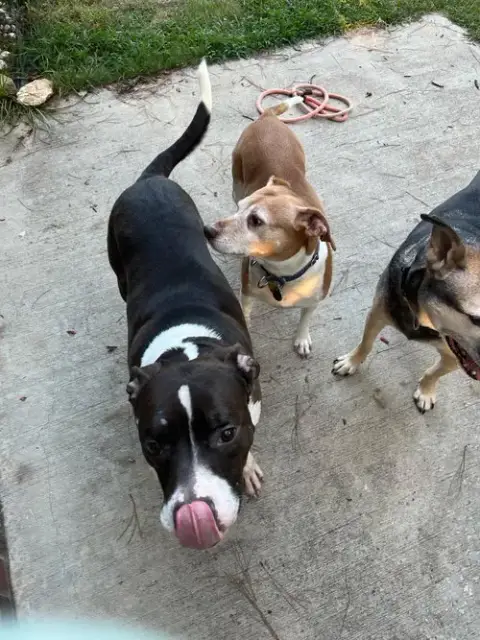 Duke photo 5