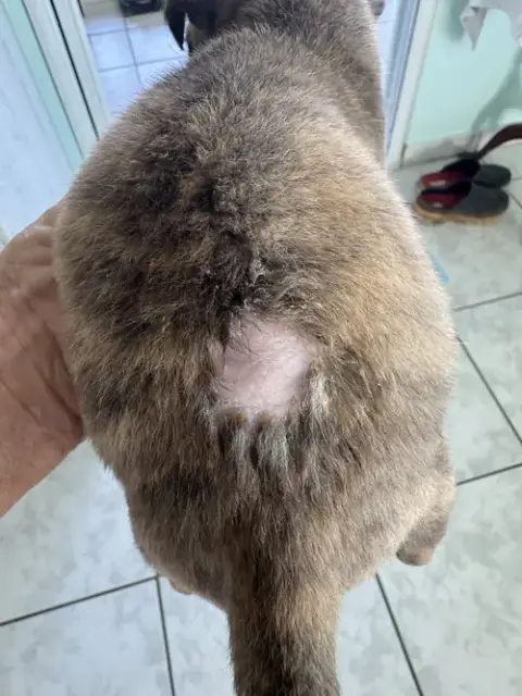 Nutmeg photo 2