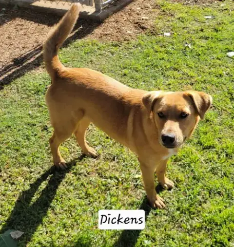 Dickens