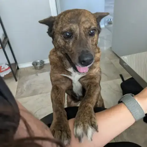 Vanilla Aka Penny Tw